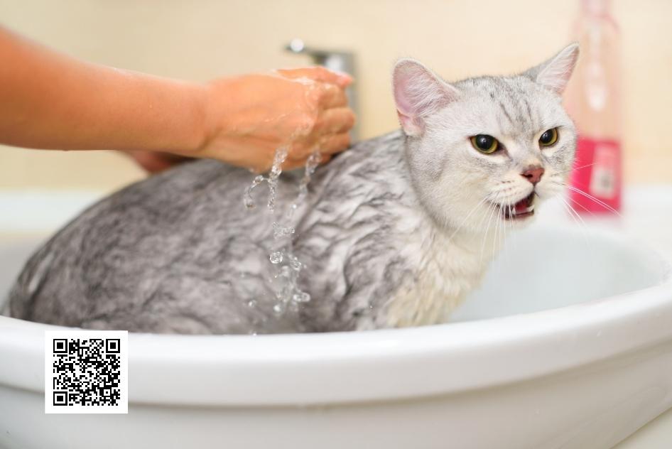อาบน้ำให้แมวได้ไหม