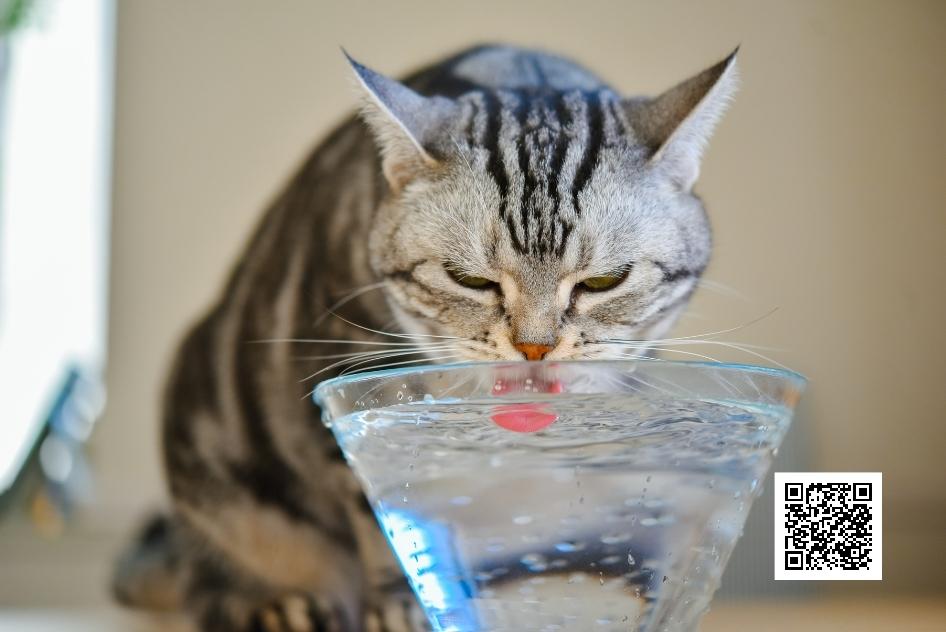 แมวกินน้ำเย็นได้ไหม