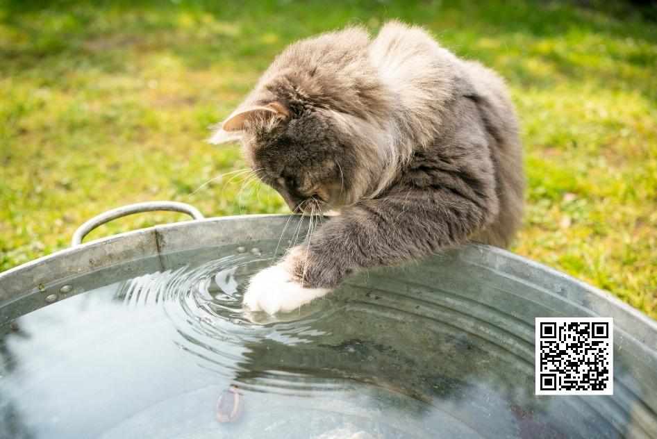 แมวต้องกินน้ำแบบไหน